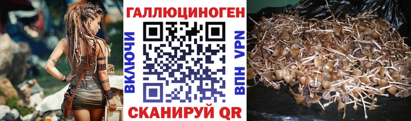 Галлюциногенные грибы Psilocybine cubensis  купить наркотик  Талица 